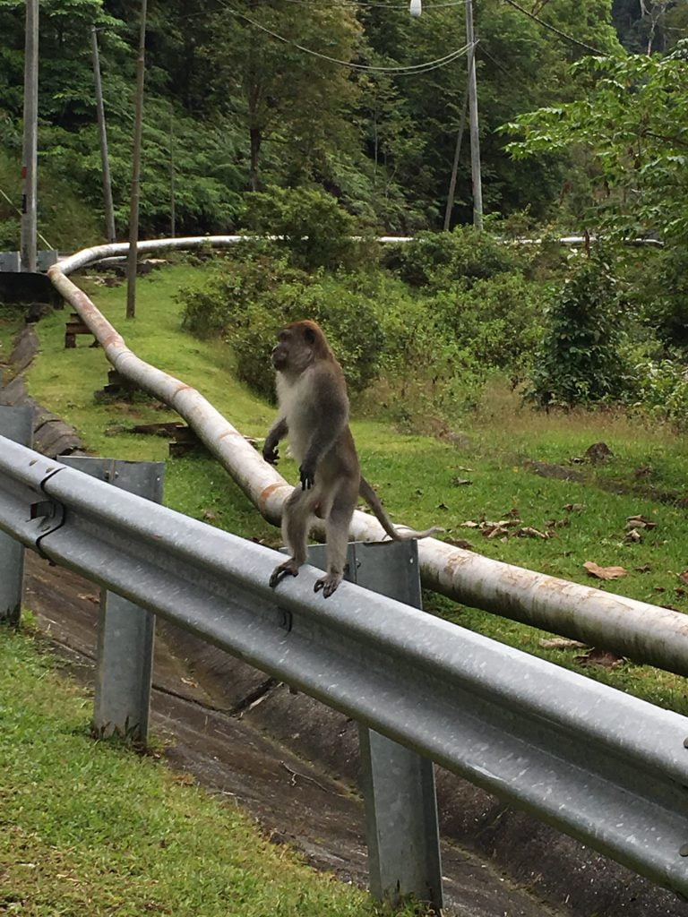 Aap - Langkawi