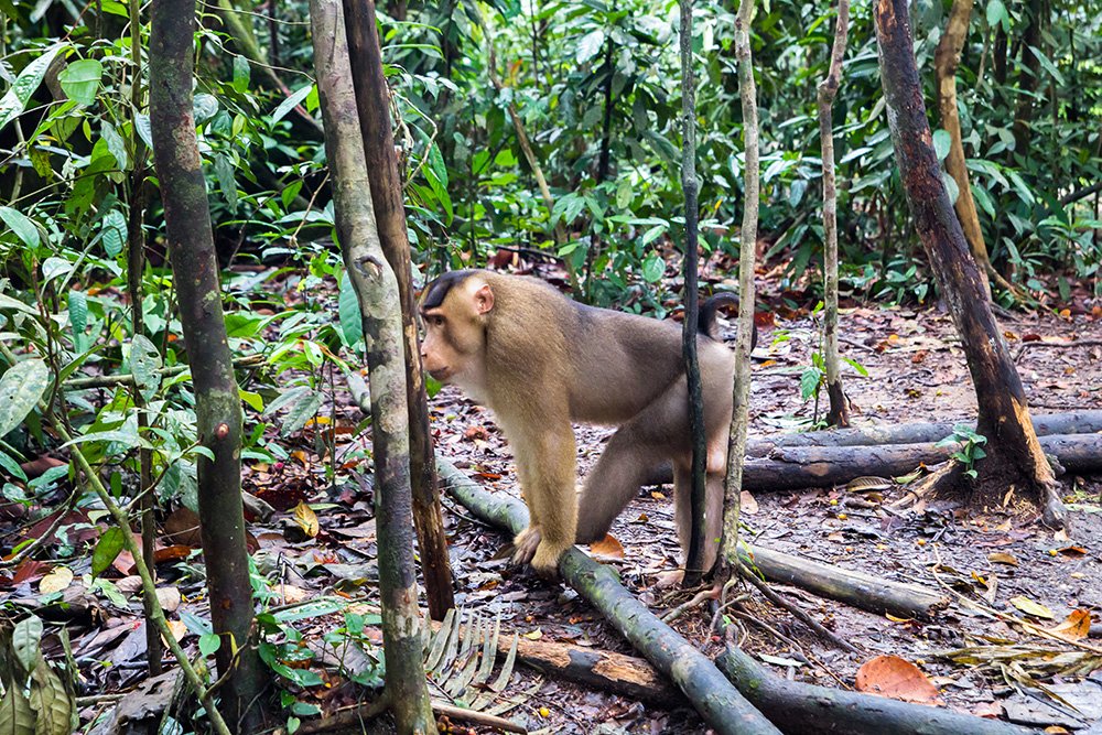 Jungle trekking Bukit Lawang