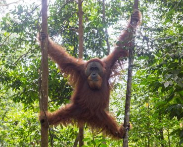 Orang oetan spotten Bukit Lawang