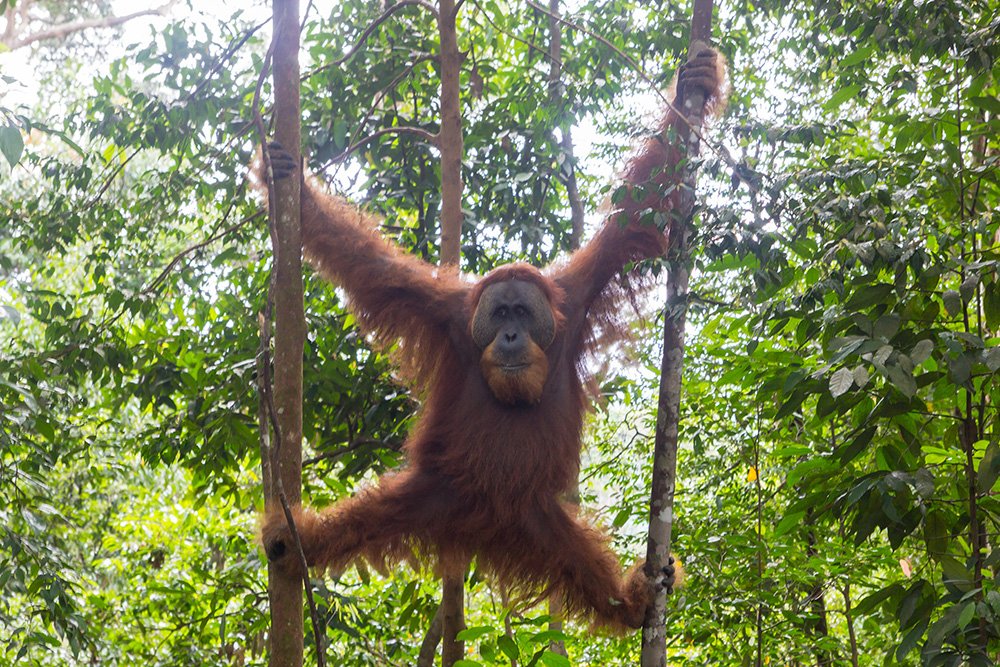 Orang oetan spotten Bukit Lawang