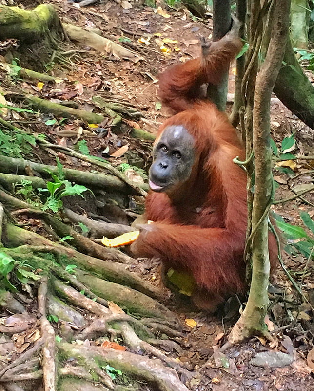 Orang oetan bukit lawang