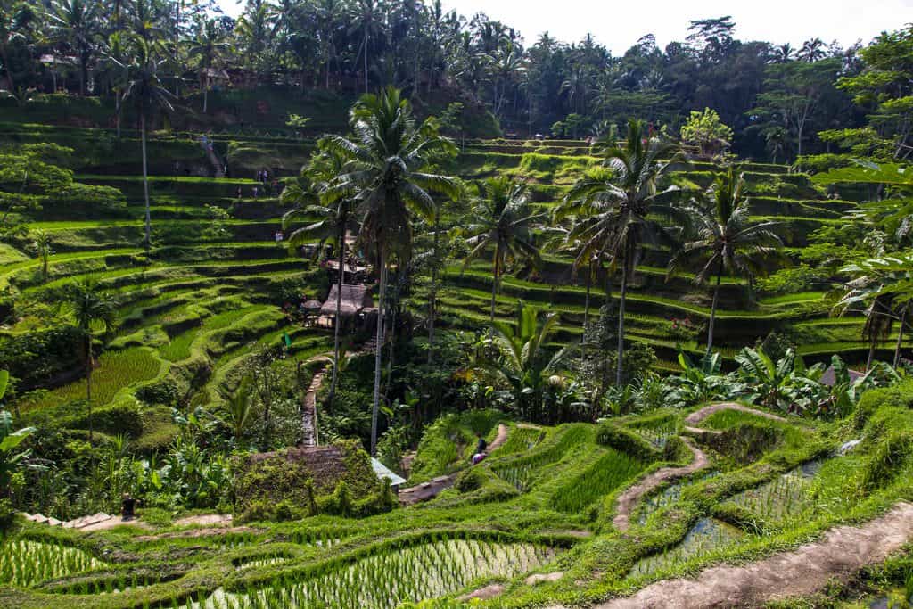 backpack route Indonesië - Tegallalang rijstvelden