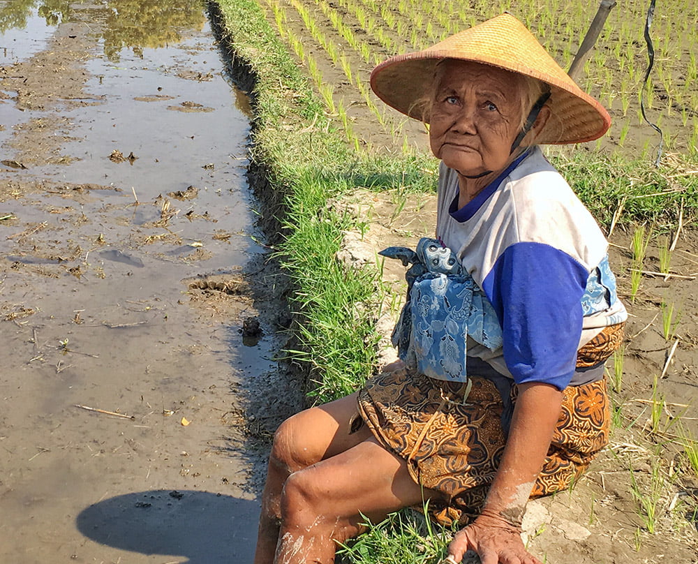 Rijstvelden indonesie - Yogjakarta