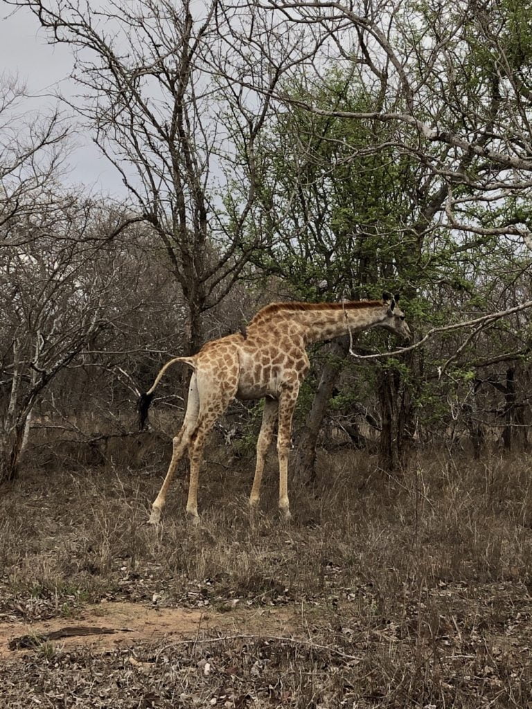 Giraffe Thornhill safari lodge